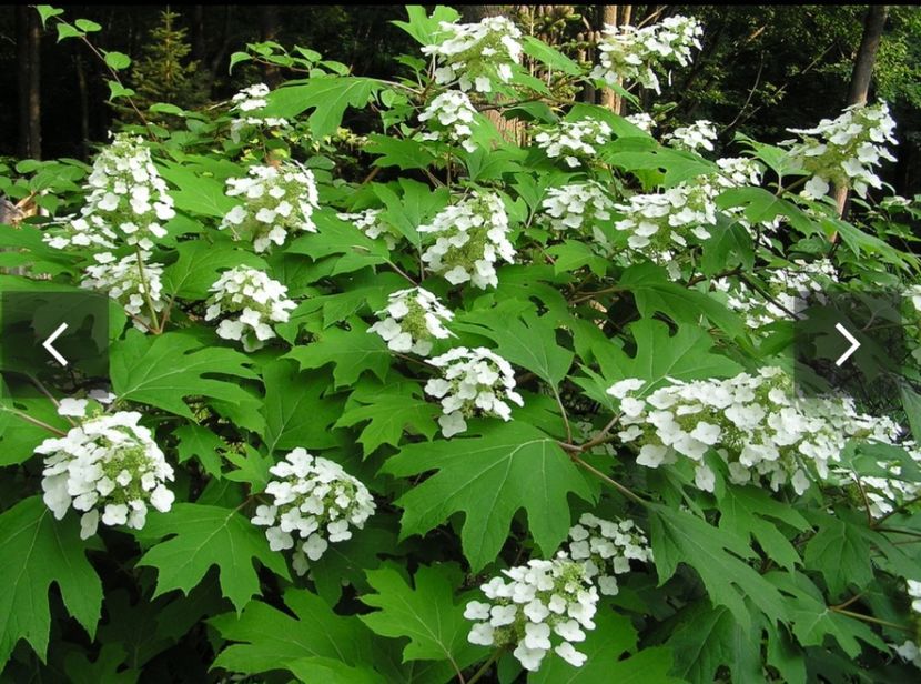  - HORTENSIA QURCIFOLIA varW Bartram RARITATE