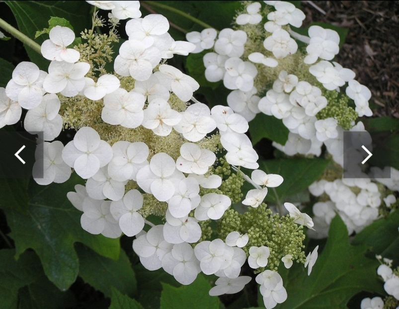  - HORTENSIA QURCIFOLIA varW Bartram RARITATE