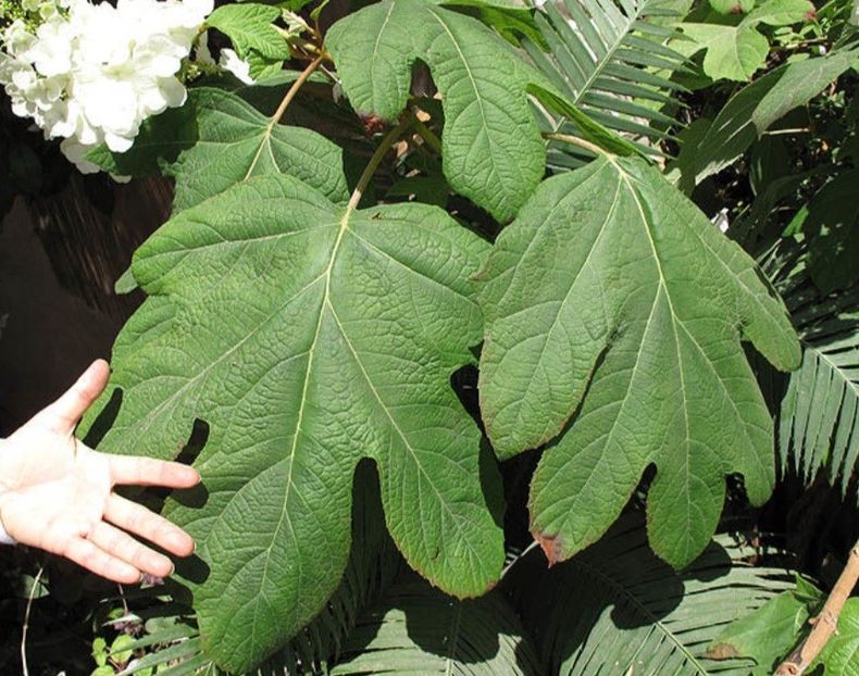  - HORTENSIA QURCIFOLIA varW Bartram RARITATE