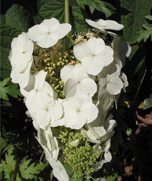  - HORTENSIA QURCIFOLIA varW Bartram RARITATE