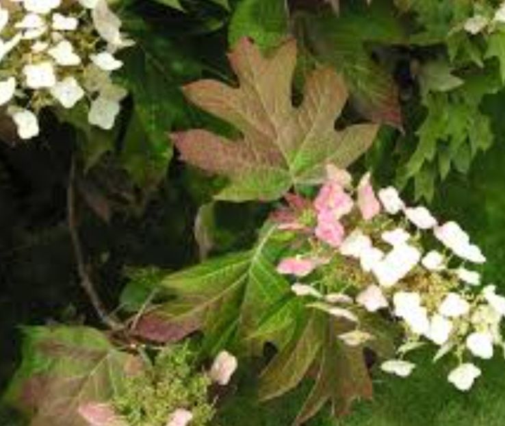  - HORTENSIA QURCIFOLIA varW Bartram RARITATE