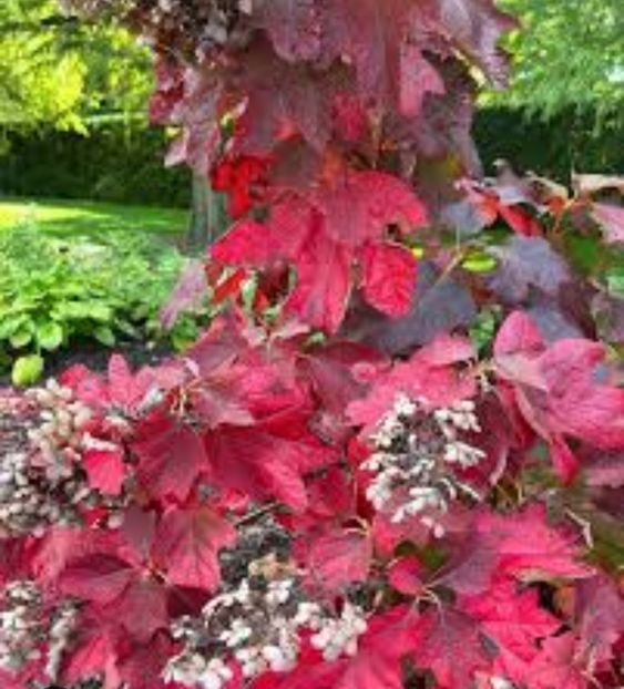  - HORTENSIA QURCIFOLIA varW Bartram RARITATE