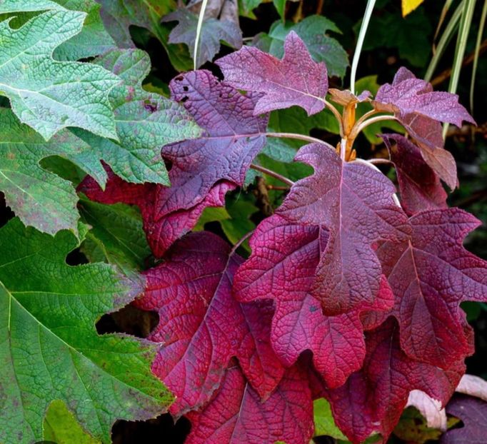  - HORTENSIA QURCIFOLIA varW Bartram RARITATE