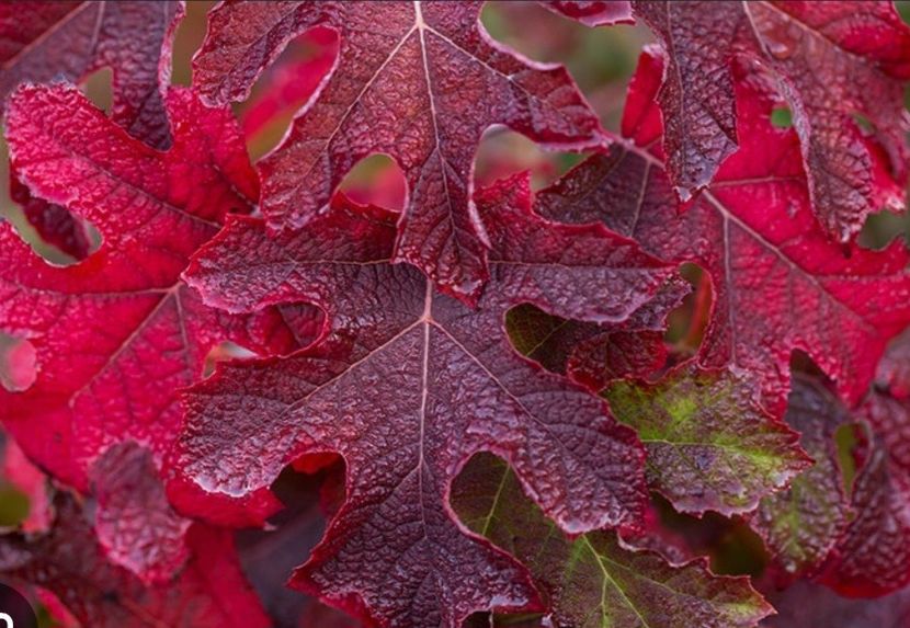  - HORTENSIA QURCIFOLIA varW Bartram RARITATE