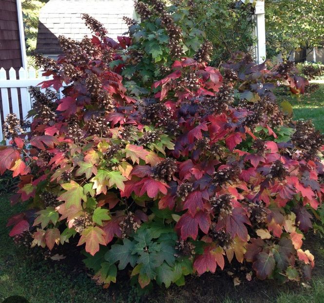  - HORTENSIA QURCIFOLIA varW Bartram RARITATE