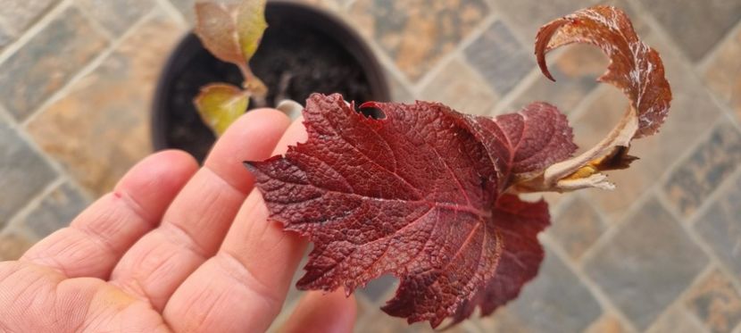  - HORTENSIA QURCIFOLIA varW Bartram RARITATE