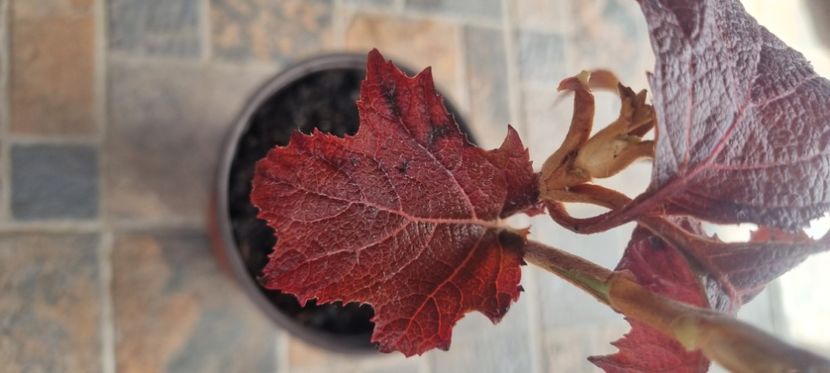  - HORTENSIA QURCIFOLIA varW Bartram RARITATE