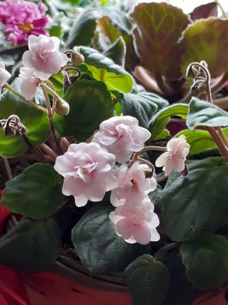  - Rob-s Vanilla trail