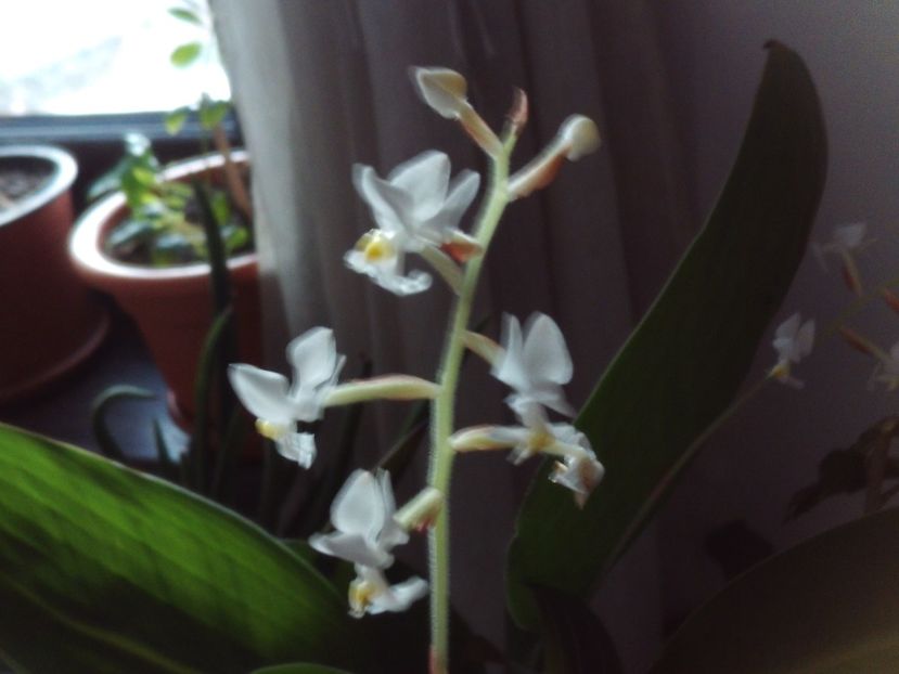 Ludisia discolor - 2025