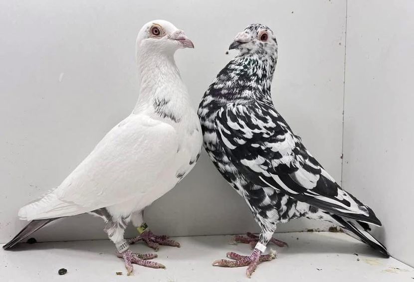  - Nu îmi aparțin 9