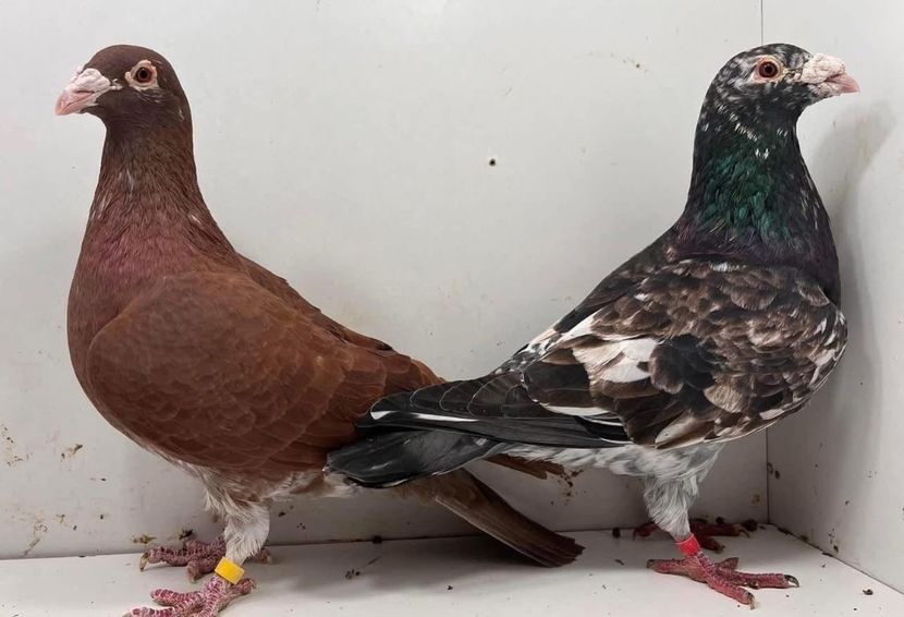  - Nu îmi aparțin 9