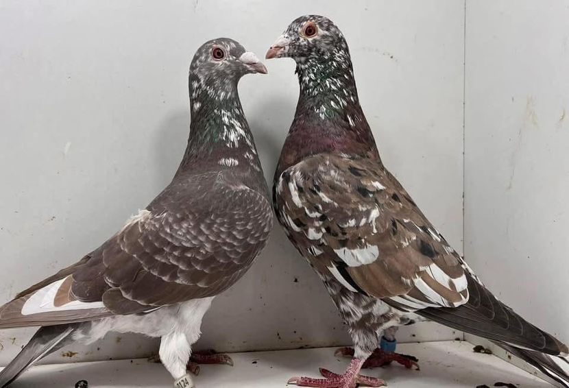  - Nu îmi aparțin 9