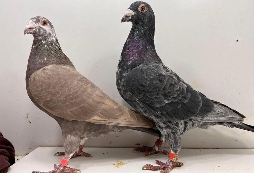  - Nu îmi aparțin 9