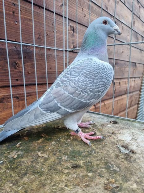  - Nu îmi aparțin 9