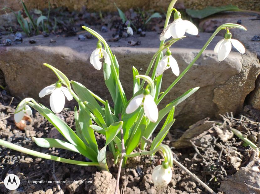  - Flori de gradină-2025