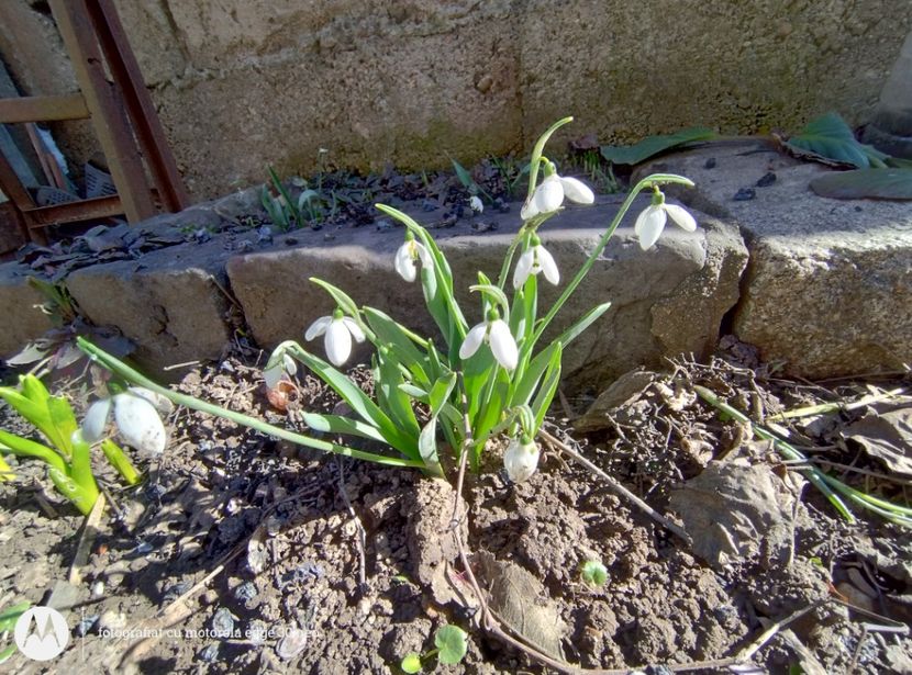  - Flori de gradină-2025