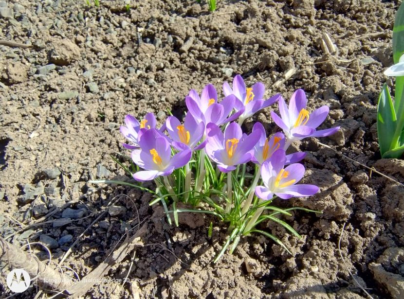  - Flori de gradină-2025