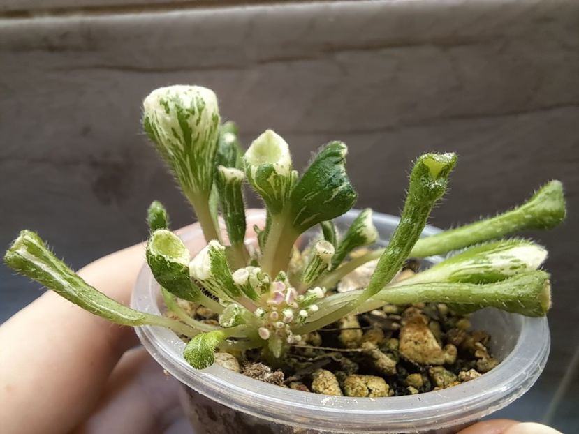  - Violeta Wesley s Little Monster