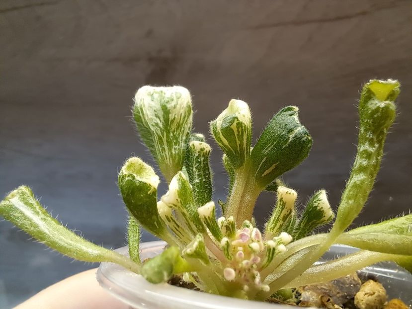  - Violeta Wesley s Little Monster