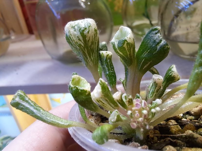  - Violeta Wesley s Little Monster