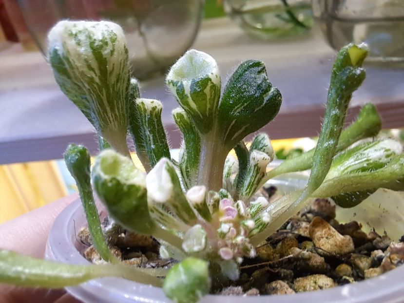  - Violeta Wesley s Little Monster