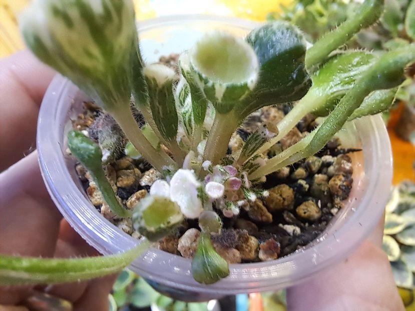  - Violeta Wesley s Little Monster