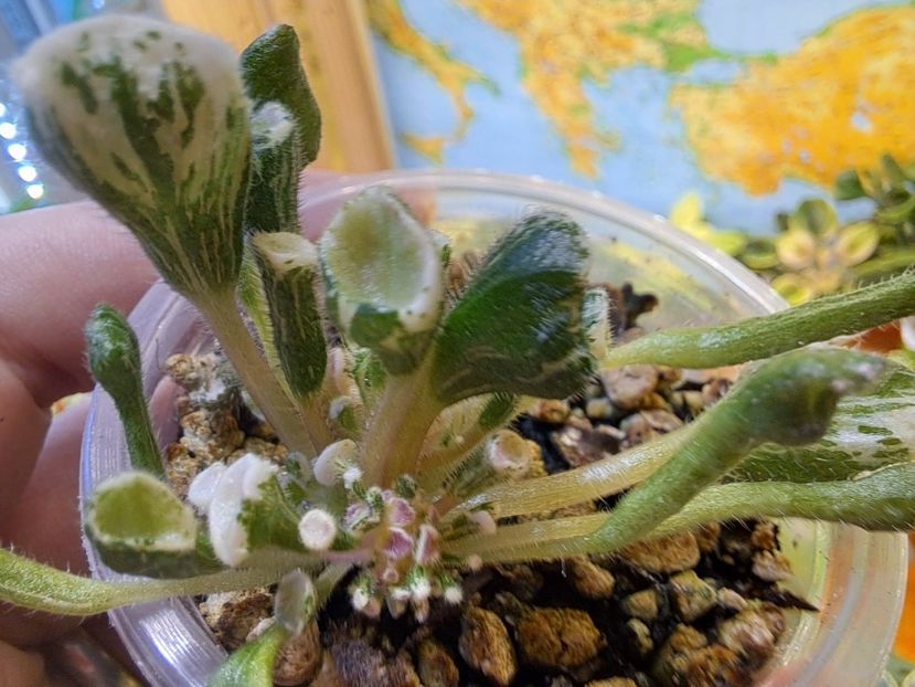  - Violeta Wesley s Little Monster