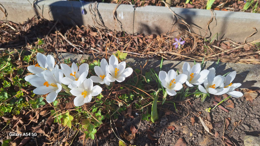  - 2024 - 04 - 2025 - 00 - Iarna