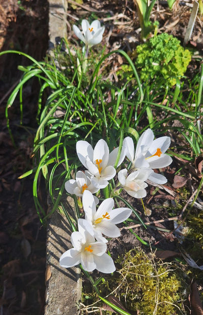  - 2024 - 04 - 2025 - 00 - Iarna