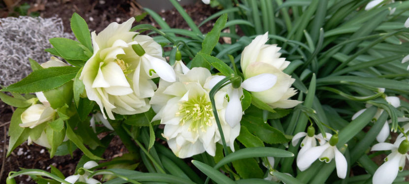  - Helleborus - Spanz