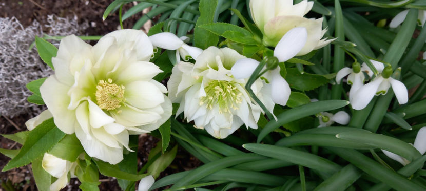  - Helleborus - Spanz