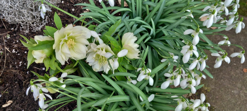  - Helleborus - Spanz