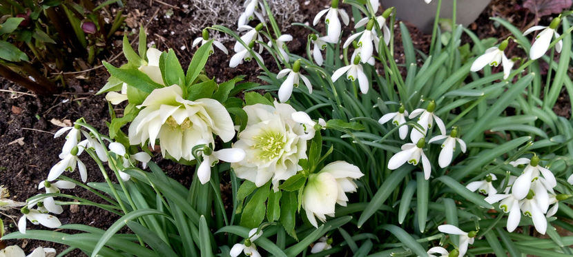  - Helleborus - Spanz