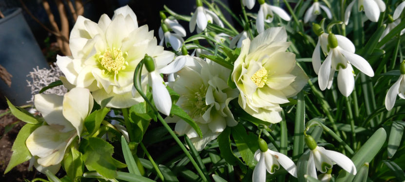  - Helleborus - Spanz