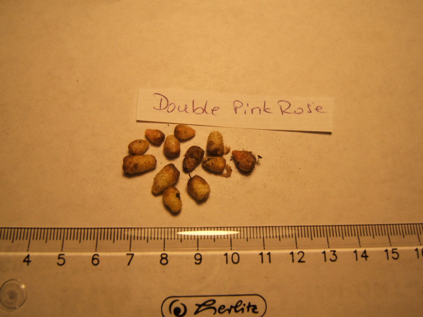 Double pink rose - 001 Achimenes de dat