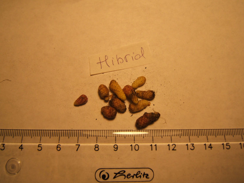 Hibrid - 001 Achimenes de dat