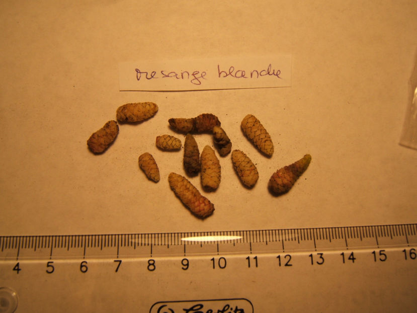 Mesange blanche - 001 Achimenes de dat