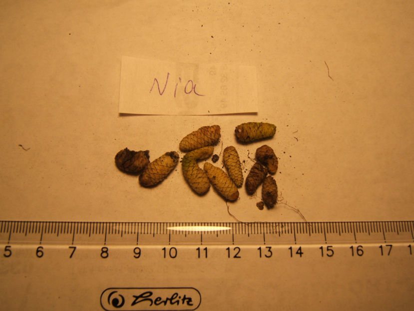 Nia - 001 Achimenes de dat