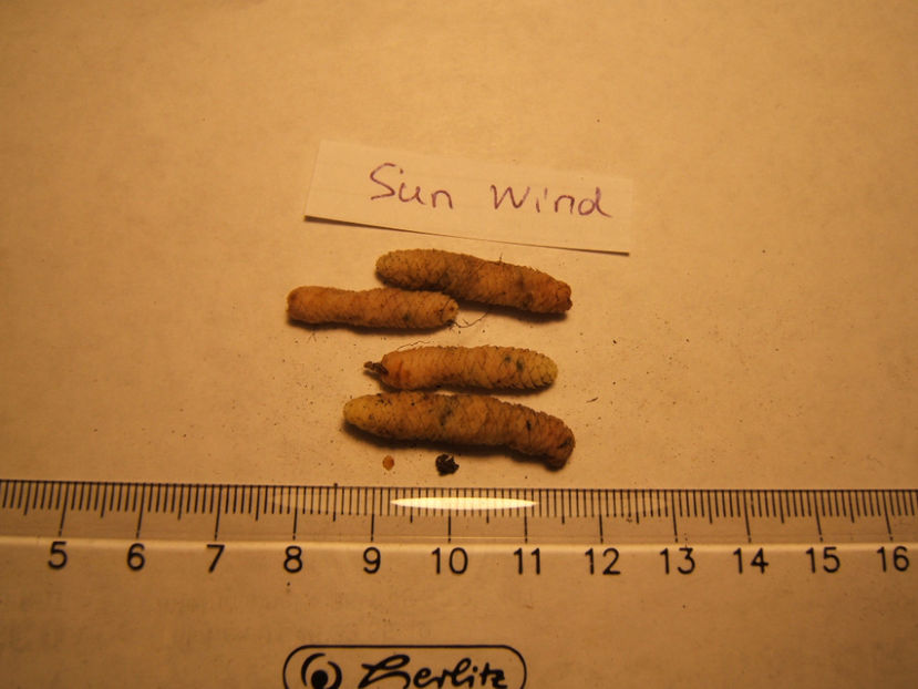 sun wind - mari - 001 Achimenes de dat