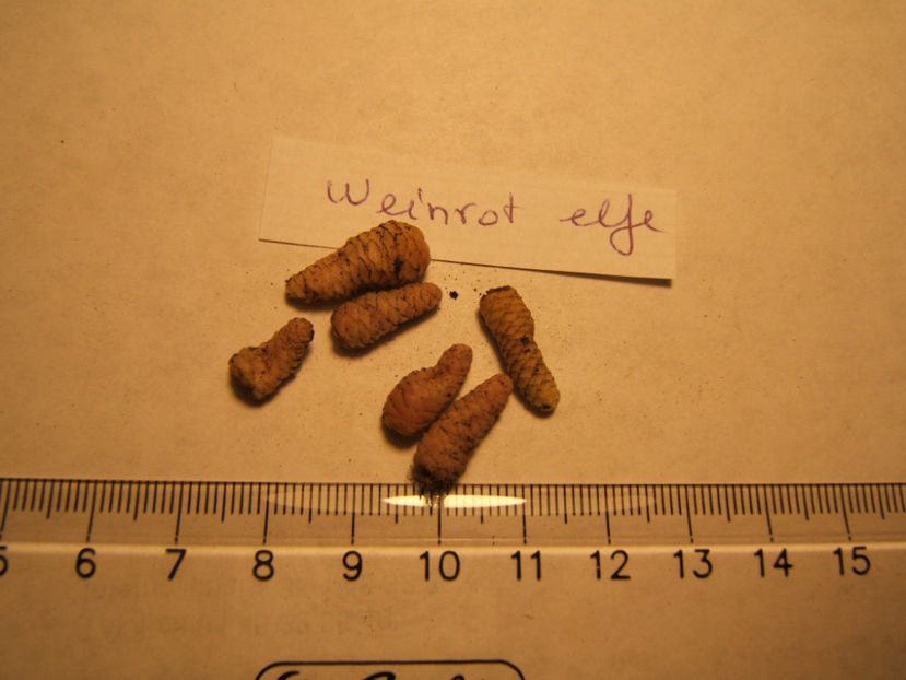 weinrot elfe - 001 Achimenes de dat