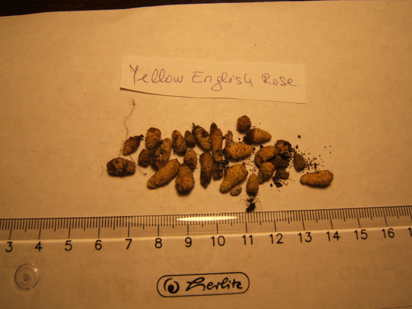 YER - 001 Achimenes de dat