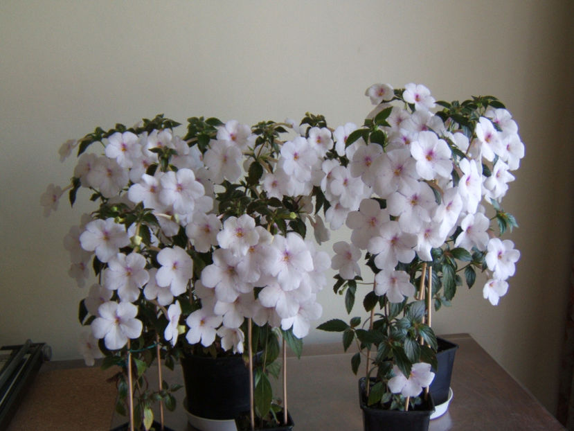 Charity - 001 Achimenes de dat