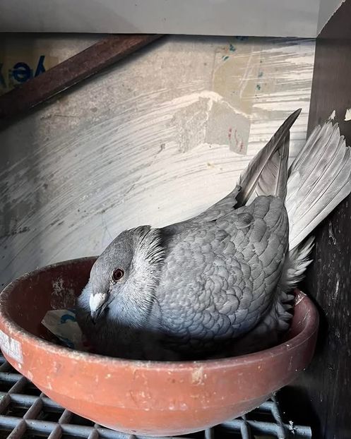  - Nu îmi aparțin 9