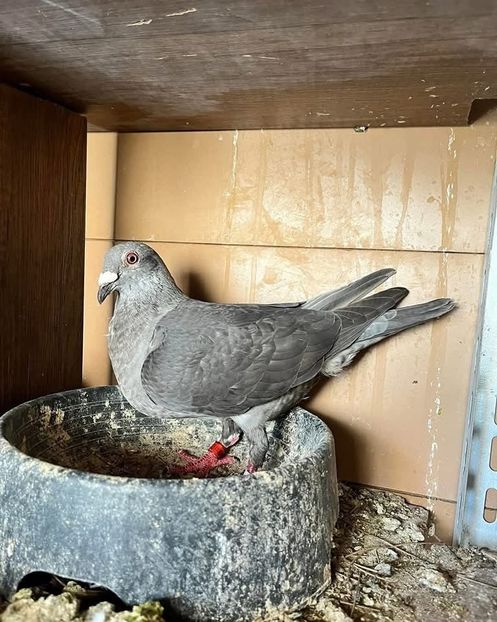  - Nu îmi aparțin 9