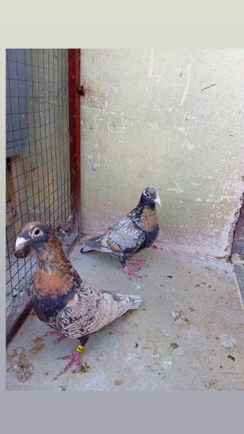  - Nu îmi aparțin 9