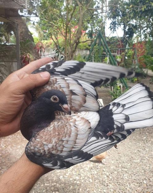  - Nu îmi aparțin 9