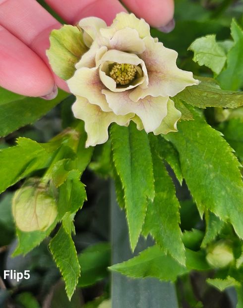  - Helleborus 2025