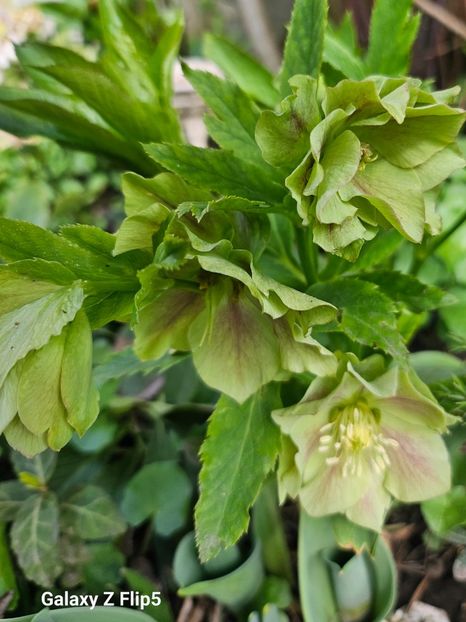  - Helleborus 2025