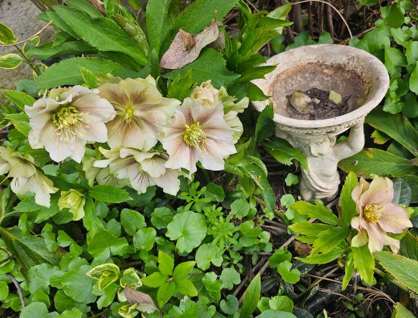  - Helleborus 2025