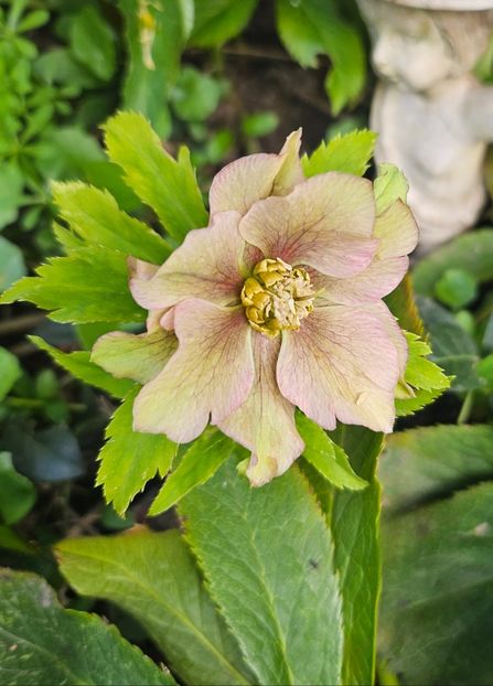  - Helleborus 2025